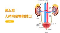 初中生物人教版 (新课标)七年级下册第五章 人体内废物的排出课文内容ppt课件