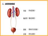 第五章 人体内废物的排出 课件-2020-2021学年人教版七年级生物下册