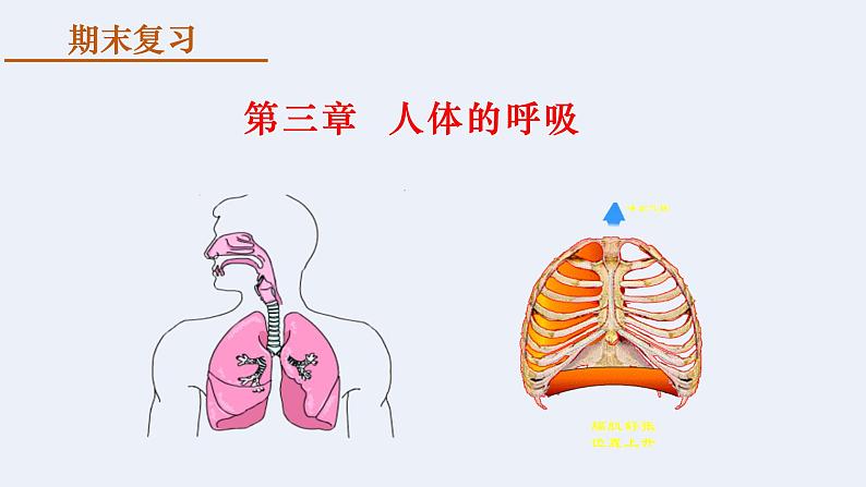 第四单元第三章 人体的呼吸  复习课件  2020-2021学年人教版生物七年级下册第1页