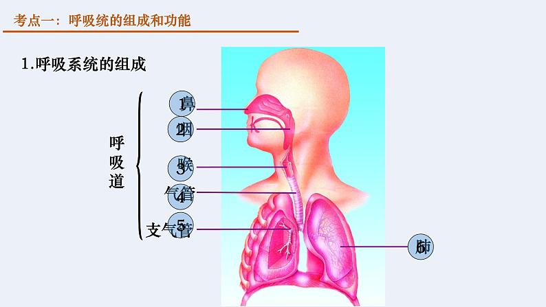 第四单元第三章 人体的呼吸  复习课件  2020-2021学年人教版生物七年级下册第6页