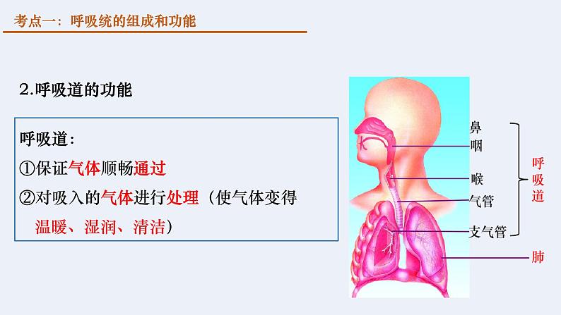 第四单元第三章 人体的呼吸  复习课件  2020-2021学年人教版生物七年级下册第7页