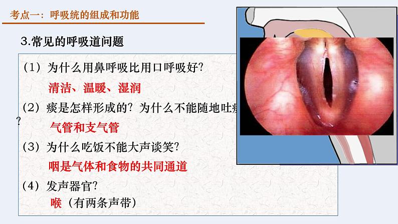 第四单元第三章 人体的呼吸  复习课件  2020-2021学年人教版生物七年级下册第8页