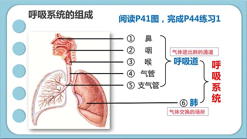 4.3.1呼吸道对空气的处理 课件 2020-2021学年人教版七年级生物下册第5页