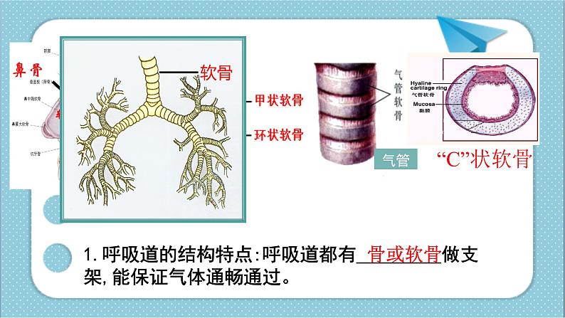 4.3.1呼吸道对空气的处理 课件 2020-2021学年人教版七年级生物下册第8页