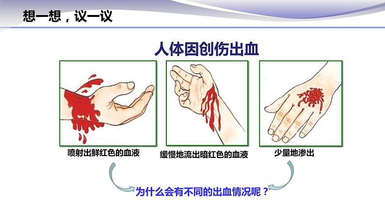 4.4.2 血流的管道--血管 -课件 2020-2021学年人教版七年级生物下册第1页