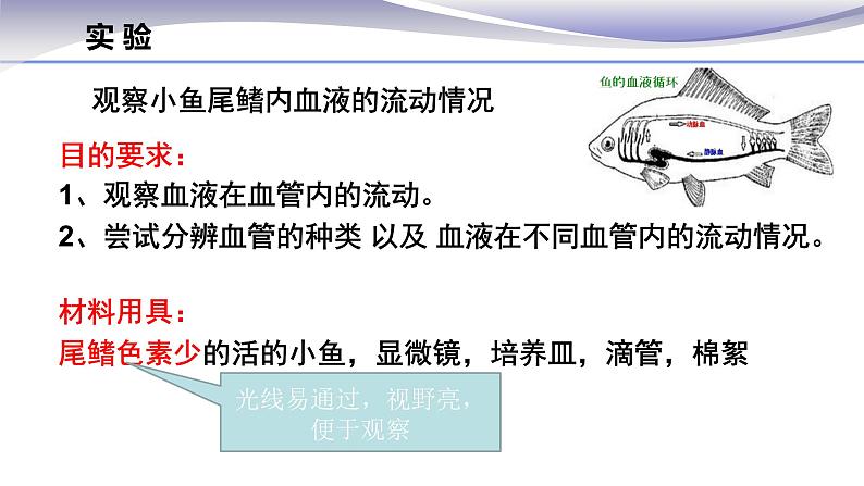 4.4.2 血流的管道--血管 -课件 2020-2021学年人教版七年级生物下册第3页