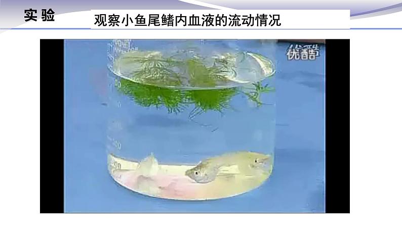 4.4.2 血流的管道--血管 -课件 2020-2021学年人教版七年级生物下册第4页