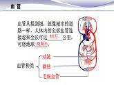 4.4.2 血流的管道--血管 -课件 2020-2021学年人教版七年级生物下册