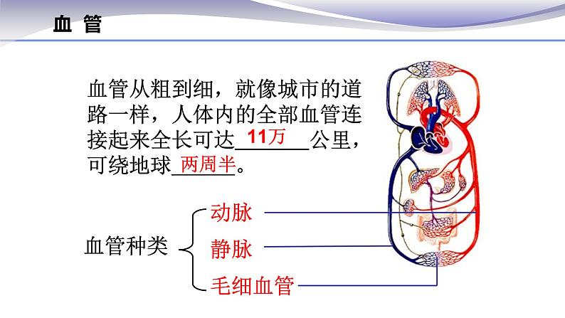 4.4.2 血流的管道--血管 -课件 2020-2021学年人教版七年级生物下册第5页