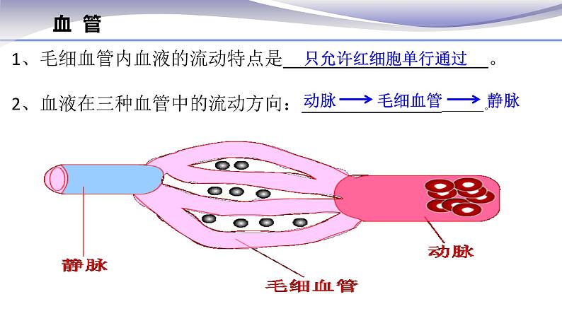 4.4.2 血流的管道--血管 -课件 2020-2021学年人教版七年级生物下册第6页