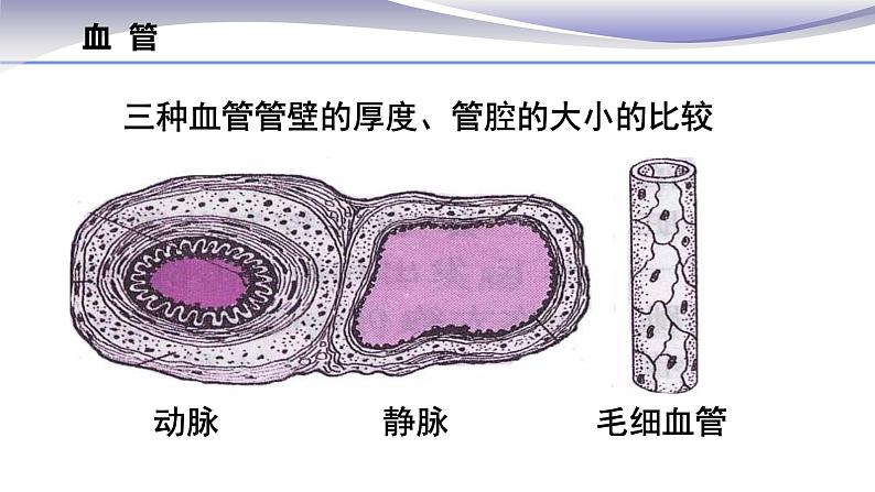 4.4.2 血流的管道--血管 -课件 2020-2021学年人教版七年级生物下册第7页