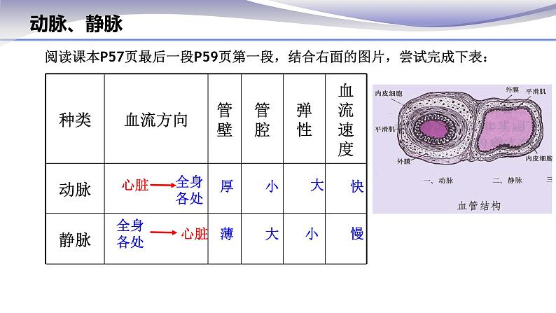 4.4.2 血流的管道--血管 -课件 2020-2021学年人教版七年级生物下册第8页