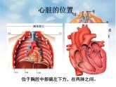 4.4.3输送血液的泵——心脏 第一课时课件-2021-2022学年人教版生物七年级下册