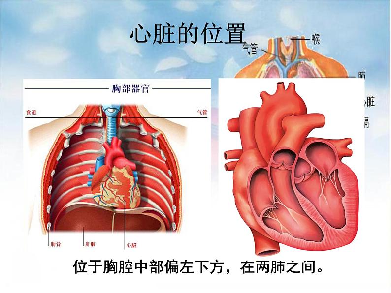 4.4.3输送血液的泵——心脏 第一课时课件-2021-2022学年人教版生物七年级下册第5页