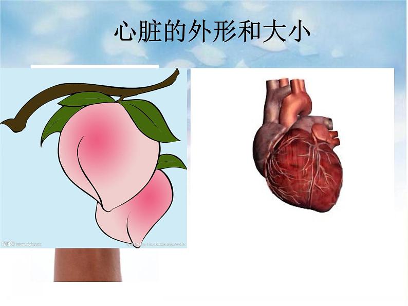 4.4.3输送血液的泵——心脏 第一课时课件-2021-2022学年人教版生物七年级下册第6页