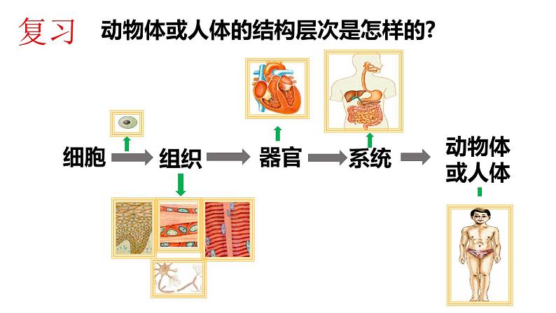 植物体的结构层次PPT课件免费下载02