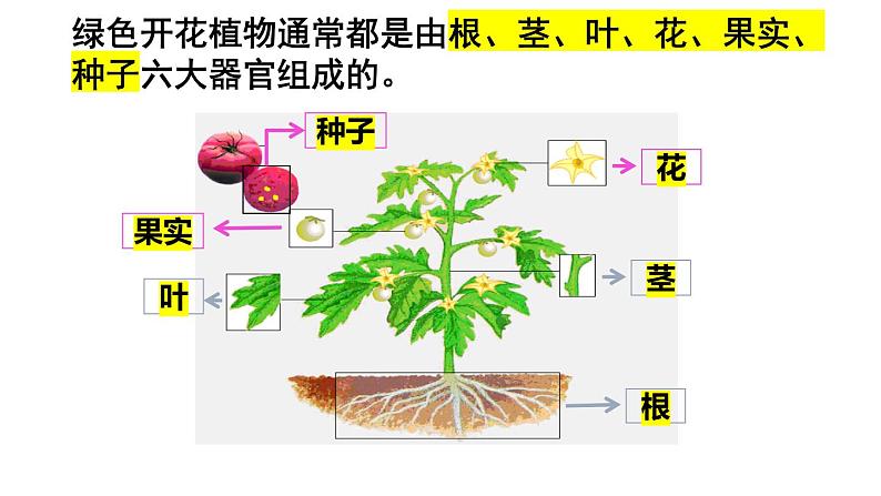 植物体的结构层次PPT课件免费下载06