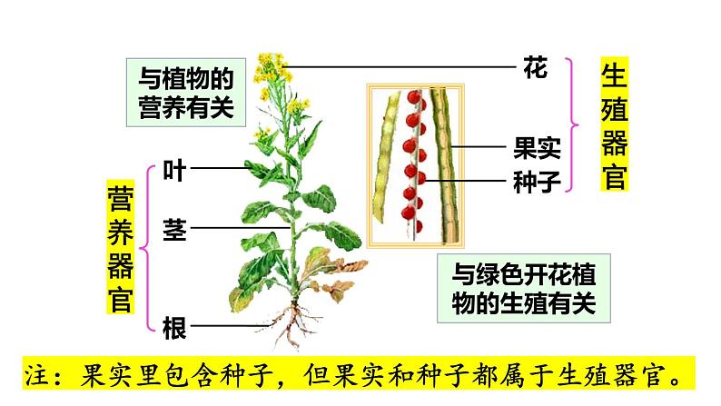 植物体的结构层次PPT课件免费下载07