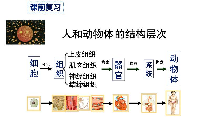 人教版七年级上册生物--2.2.3《植物体的结构层次》课件+ 视频素材04