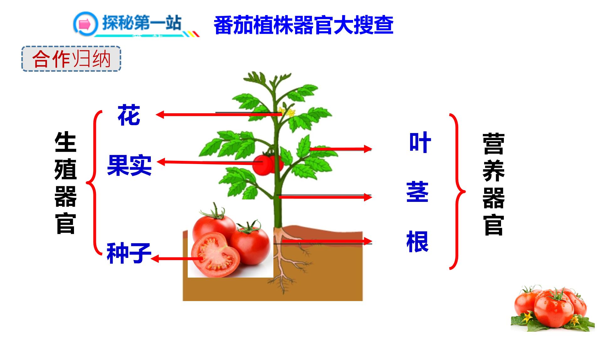 番茄花器官结构图图片