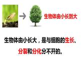 人教版七年级上册生物--2.2.1细胞通过分裂产生新细胞课件+ 教学视频