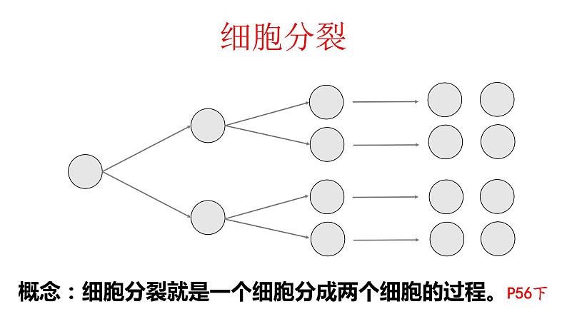 2.2.1细胞通过分裂产生新细胞第6页