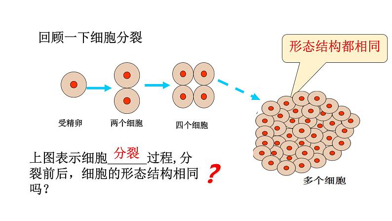 人教版七年级上册生物--2.2.2动物体的结构层次课件+ 教学视频（共2段）04