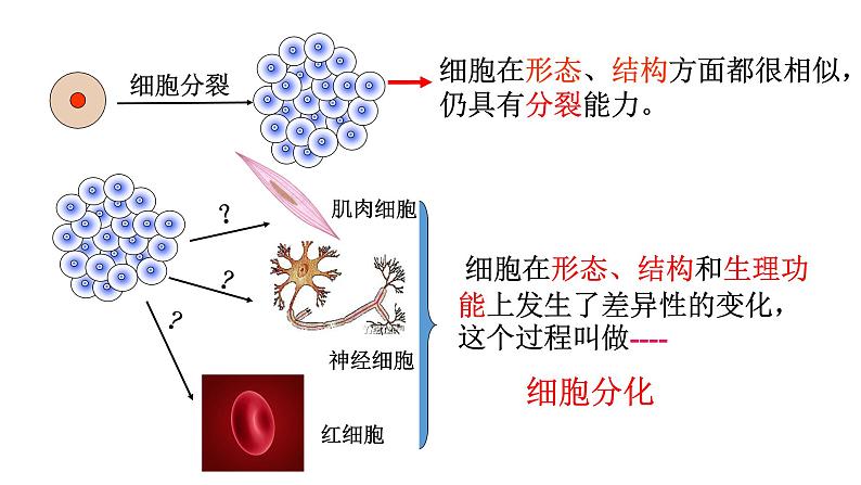 人教版七年级上册生物--2.2.2动物体的结构层次课件+ 教学视频（共2段）05