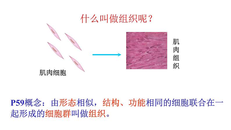 人教版七年级上册生物--2.2.2动物体的结构层次课件+ 教学视频（共2段）07