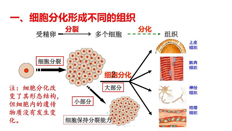 人教版七年级上册生物--2.2.2动物体的结构层次课件+ 教学视频（共2段）08