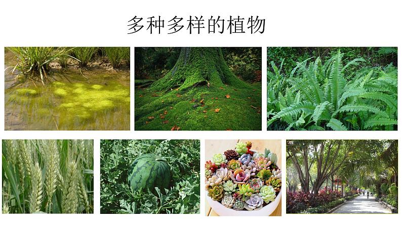 人教版七年级上册生物--3.1.1藻类、苔藓和蕨类植物课件+练习（含答案）02