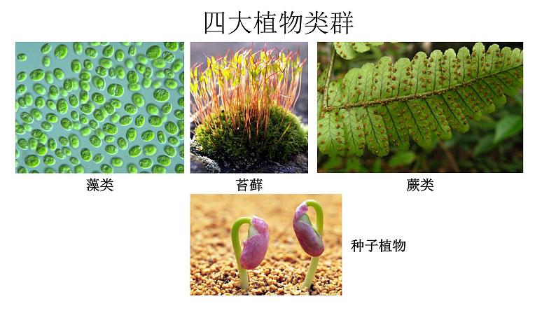 人教版七年级上册生物--3.1.1藻类、苔藓和蕨类植物课件+练习（含答案）04