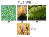 人教版七年级上册生物--3.1.1藻类、苔藓和蕨类植物课件+练习（含答案）