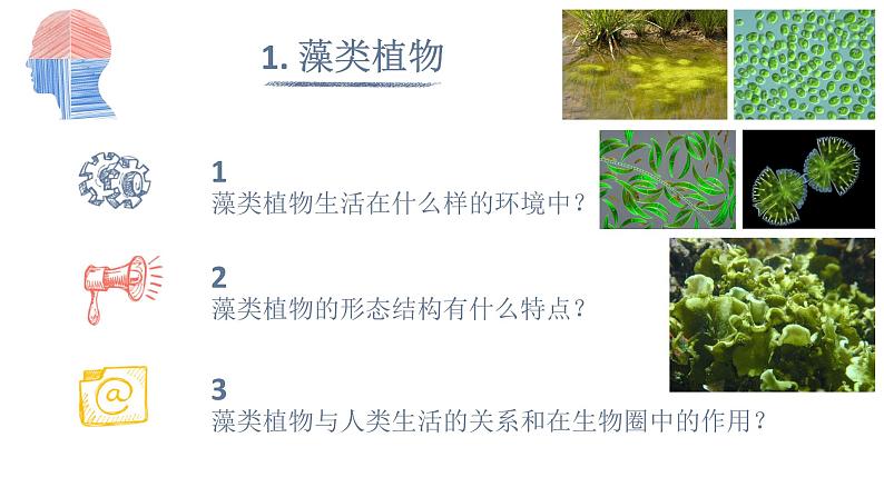 人教版七年级上册生物--3.1.1藻类、苔藓和蕨类植物课件+练习（含答案）08