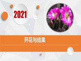 人教版七年级上册生物--3.2.3开花与结果课件+ 视频素材