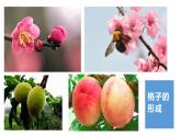 人教版七年级上册生物--3.2.3开花与结果课件+ 视频素材