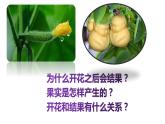 人教版七年级上册生物--3.2.3开花与结果课件+ 视频素材