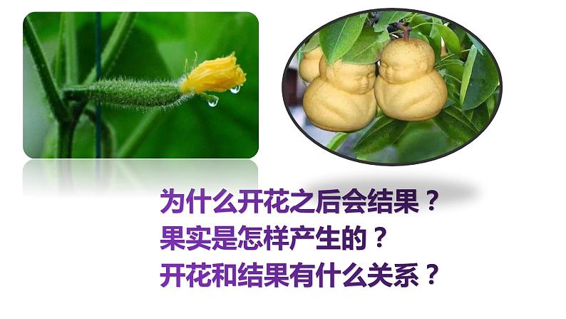 人教版七年级上册生物--3.2.3开花与结果课件+ 视频素材04