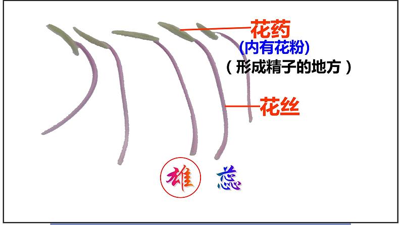 人教版七年级上册生物--3.2.3开花与结果课件+ 视频素材08