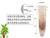 人教版七年级上册生物--3.3 绿色植物与生物圈中的水循环 -课件
