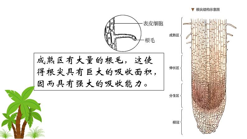 人教版七年级上册生物--3.3 绿色植物与生物圈中的水循环 -课件04