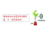 人教版七年级上册生物--3.3 绿色植物与生物圈中的水循环 -课件
