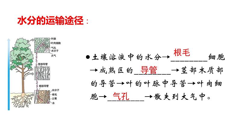 人教版七年级上册生物--3.3 绿色植物与生物圈中的水循环 -课件06