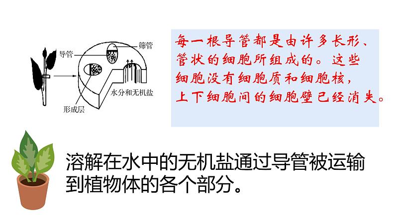 人教版七年级上册生物--3.3 绿色植物与生物圈中的水循环 -课件07