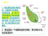 人教版七年级上册生物--2.2.4单细胞生物课件PPT