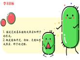 人教版七年级上册生物--3.2.3 开花和结果 课件