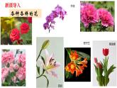 人教版七年级上册生物--3.2.3 开花和结果 课件