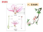 人教版七年级上册生物--3.2.3 开花和结果 课件