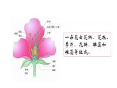人教版七年级上册生物--3.2.3 开花和结果 课件