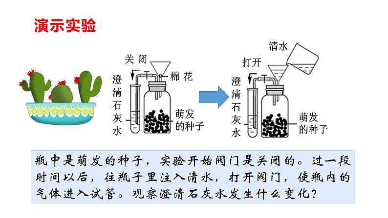 人教版七年级上册生物--3.5.2 绿色植物的呼吸作用 -课件第7页